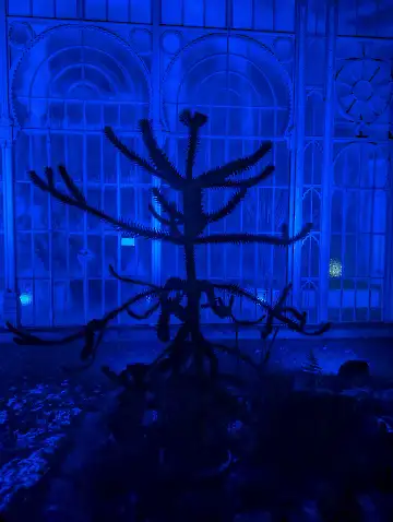 Christmas Garden-117