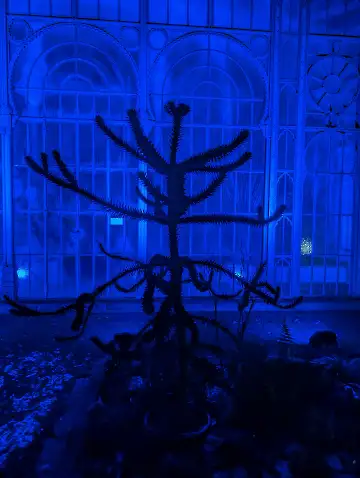 Christmas Garden-118