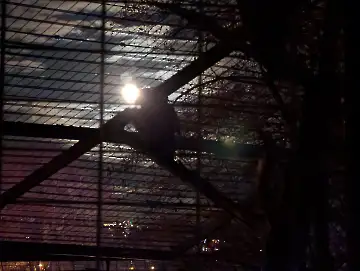 Christmas Garden-120