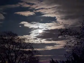 Christmas Garden-124