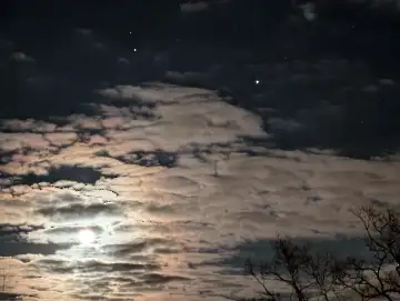 Christmas Garden-137