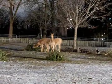 Christmas Garden-139