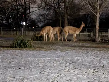 Christmas Garden-140