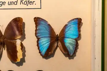 Haus der Natur-161