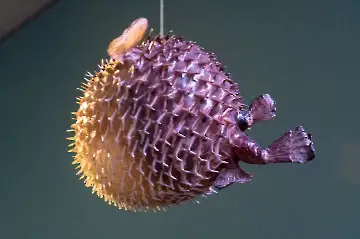 Museum der modernen Kunst-38