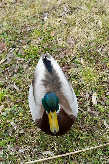 Neues Schloss Herrenchiemsee-2
