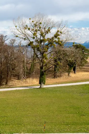 Neues Schloss Herrenchiemsee-36