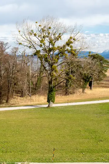 Neues Schloss Herrenchiemsee-35