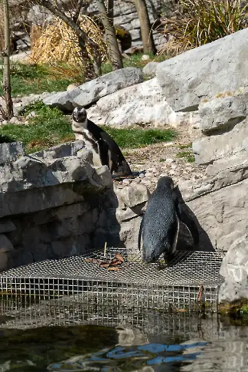 Salzburger Zoo-205