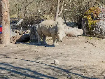Salzburger Zoo-310