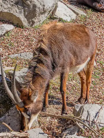 Salzburger Zoo-320